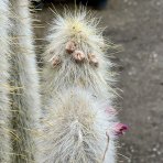 Kaktus starého muža (Cleistocactus strausii) ´4v1´- výška 130-140 cm, kont. C40L (-5°C) - STARÝ A VZÁCNY EXEMPLÁR